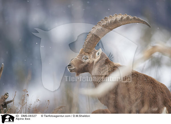Alpensteinbock / Alpine ibex / DMS-08327