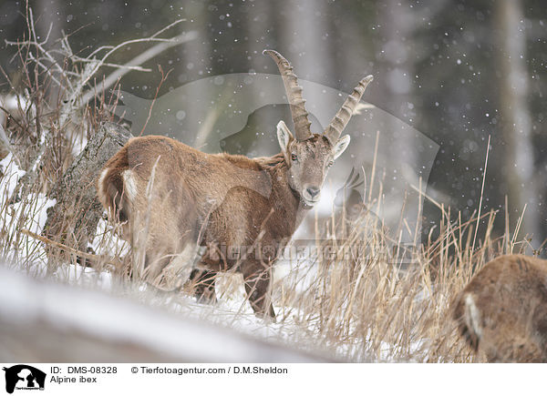 Alpensteinbock / Alpine ibex / DMS-08328
