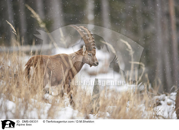 Alpensteinbock / Alpine ibex / DMS-08331