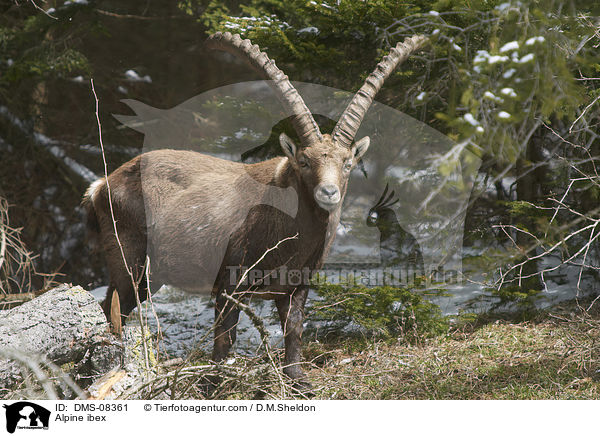Alpensteinbock / Alpine ibex / DMS-08361