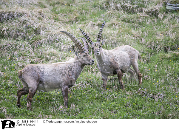 Alpensteinbcke / Alpine ibexes / MBS-16414