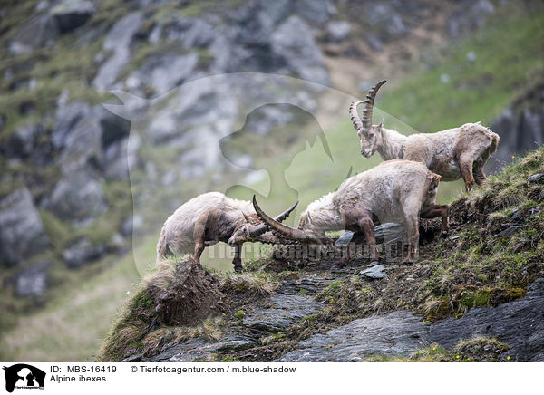 Alpensteinbcke / Alpine ibexes / MBS-16419