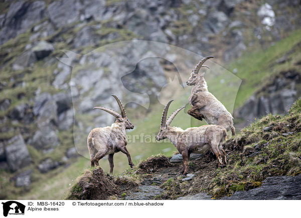 Alpensteinbcke / Alpine ibexes / MBS-16420