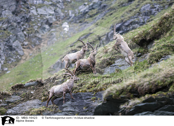 Alpine ibexes / MBS-16423