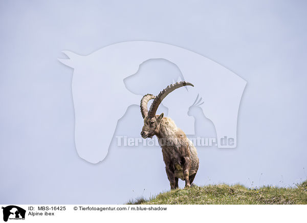 Alpensteinbock / Alpine ibex / MBS-16425