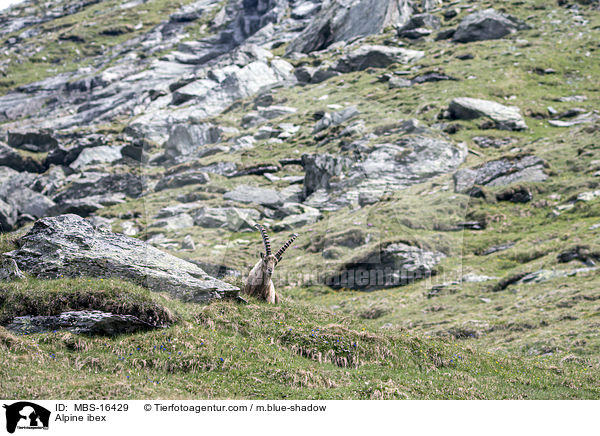 Alpensteinbock / Alpine ibex / MBS-16429