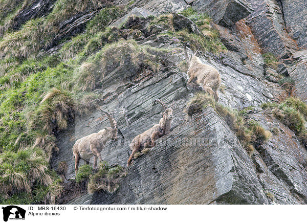 Alpensteinbcke / Alpine ibexes / MBS-16430
