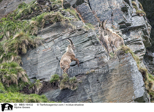 Alpensteinbcke / Alpine ibexes / MBS-16432