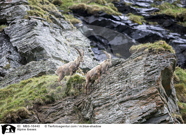 Alpensteinbcke / Alpine ibexes / MBS-16440