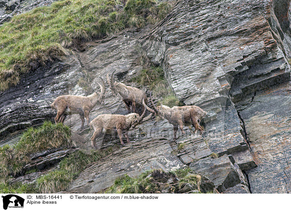 Alpensteinbcke / Alpine ibexes / MBS-16441