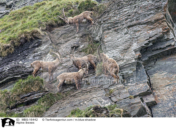 Alpensteinbcke / Alpine ibexes / MBS-16442
