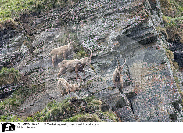Alpensteinbcke / Alpine ibexes / MBS-16443