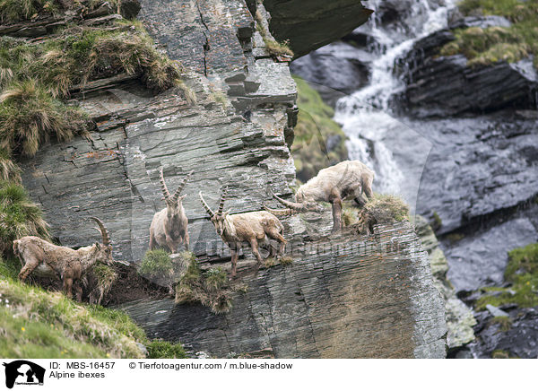 Alpensteinbcke / Alpine ibexes / MBS-16457