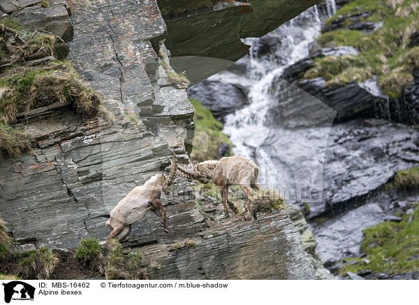 Alpensteinbcke / Alpine ibexes / MBS-16462