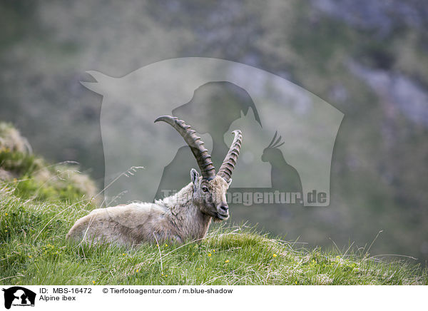 Alpensteinbock / Alpine ibex / MBS-16472