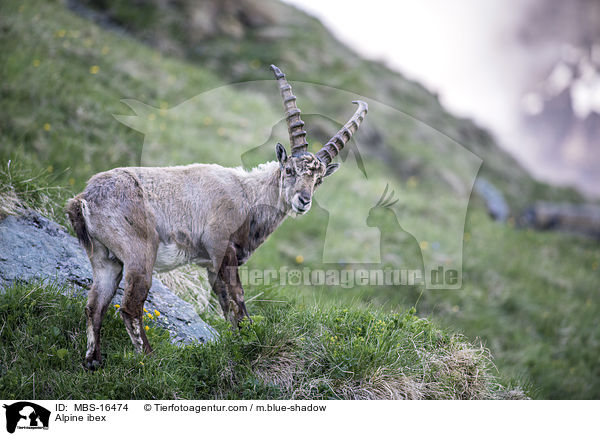 Alpensteinbock / Alpine ibex / MBS-16474