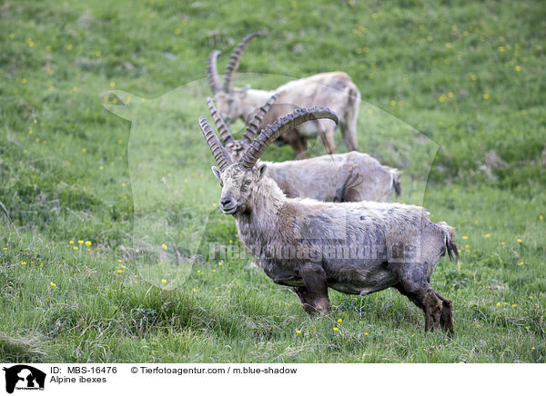 Alpensteinbcke / Alpine ibexes / MBS-16476