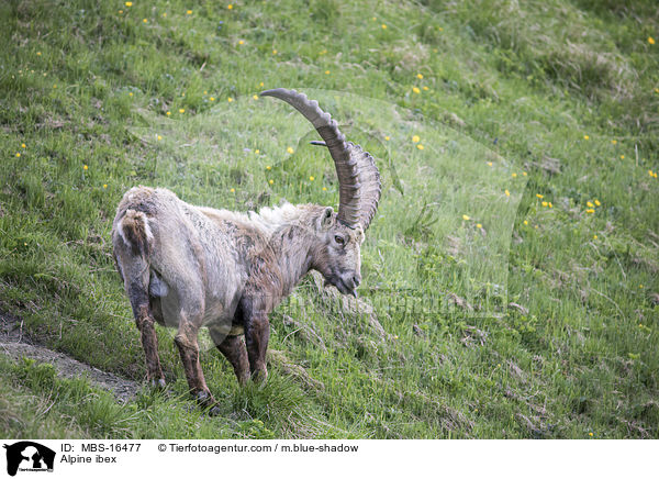 Alpensteinbock / Alpine ibex / MBS-16477