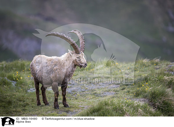 Alpensteinbock / Alpine ibex / MBS-16480