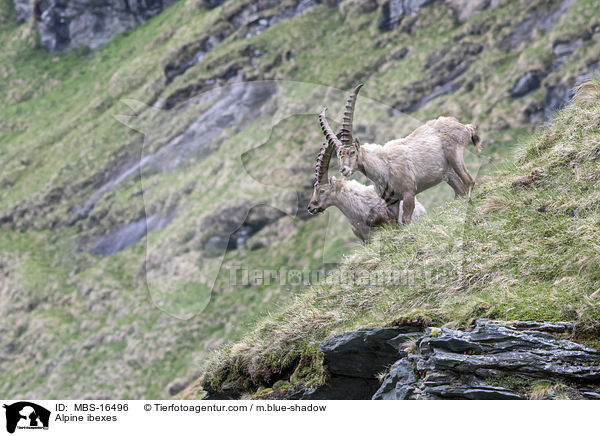 Alpensteinbcke / Alpine ibexes / MBS-16496