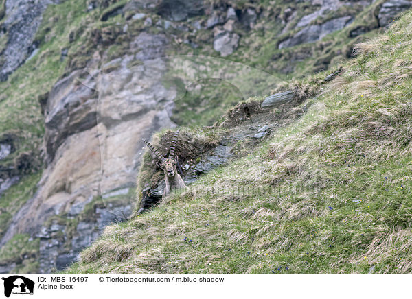 Alpensteinbock / Alpine ibex / MBS-16497