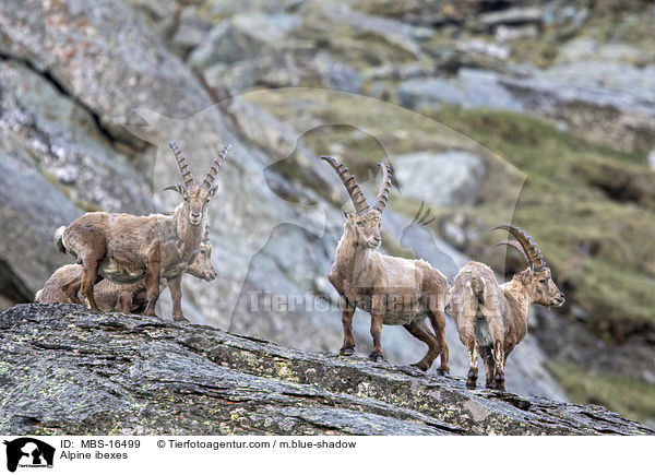 Alpensteinbcke / Alpine ibexes / MBS-16499