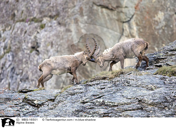 Alpensteinbcke / Alpine ibexes / MBS-16501