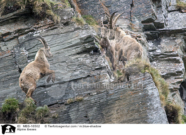Alpensteinbcke / Alpine ibexes / MBS-16502