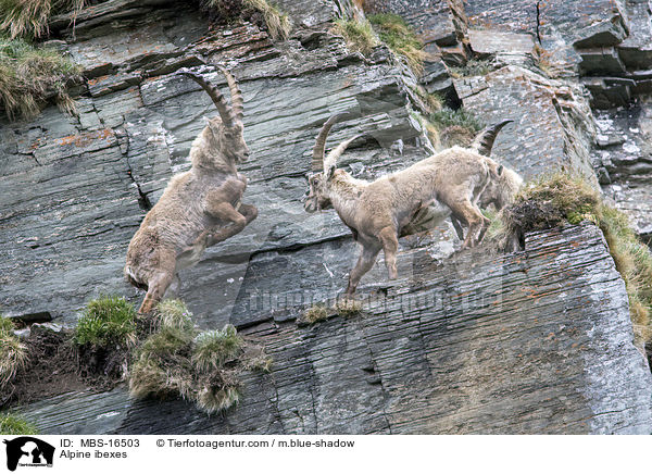 Alpensteinbcke / Alpine ibexes / MBS-16503