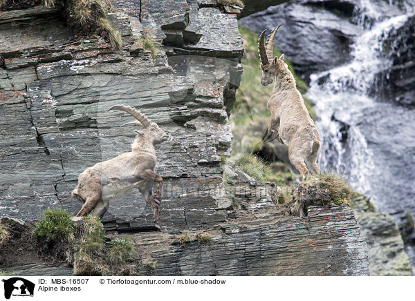 Alpensteinbcke / Alpine ibexes / MBS-16507