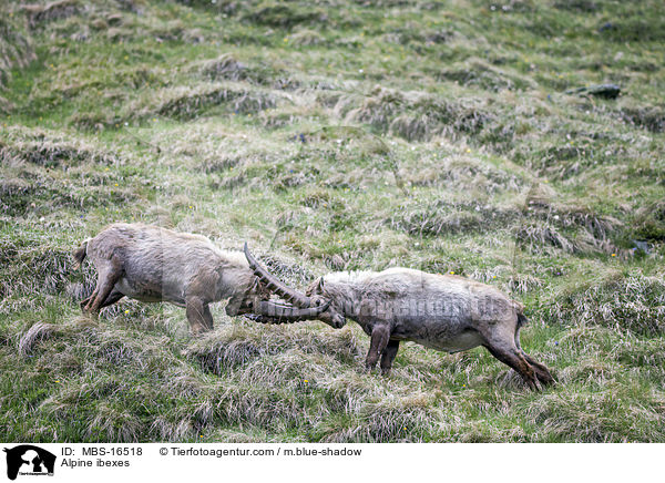 Alpensteinbcke / Alpine ibexes / MBS-16518