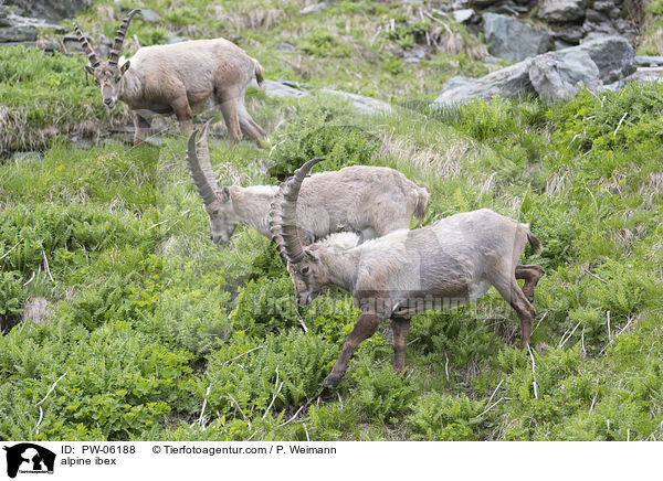 Alpensteinbock / alpine ibex / PW-06188
