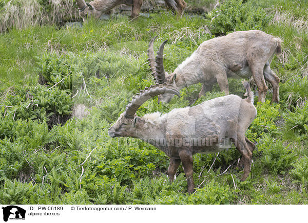 Alpensteinbcke / alpine ibexes / PW-06189