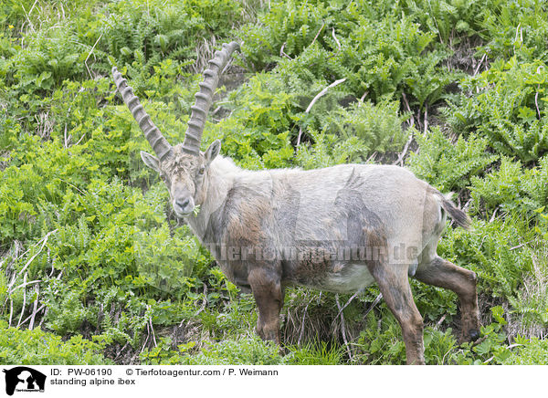 stehender Alpensteinbock / standing alpine ibex / PW-06190
