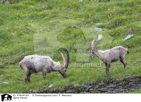 Alpensteinbcke / alpine ibexes / PW-06193