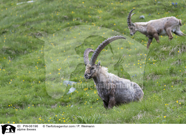Alpensteinbcke / alpine ibexes / PW-06196