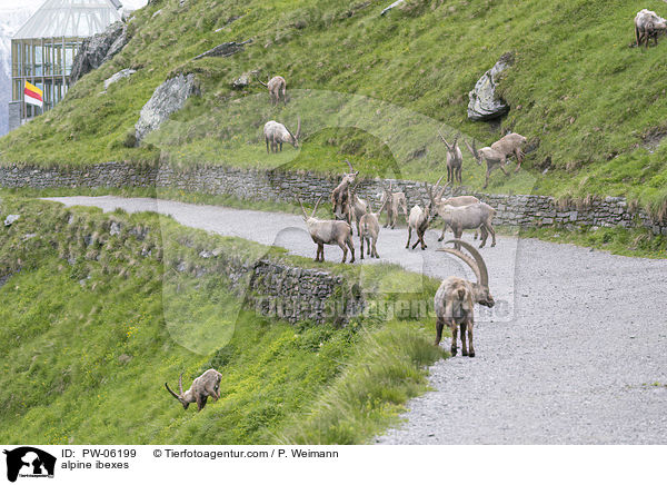 Alpensteinbcke / alpine ibexes / PW-06199
