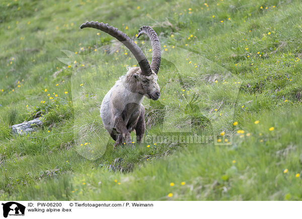 laufender Alpensteinbock / walking alpine ibex / PW-06200