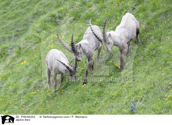 Alpensteinbock / alpine ibex / PW-06202