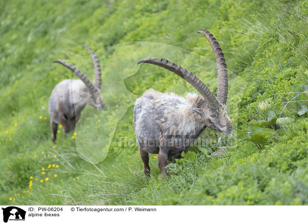Alpensteinbcke / alpine ibexes / PW-06204