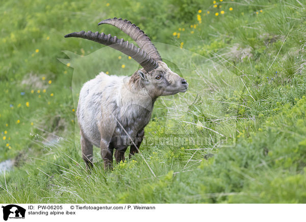 stehender Alpensteinbock / standing alpine ibex / PW-06205