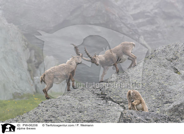 Alpensteinbcke / alpine ibexes / PW-06208