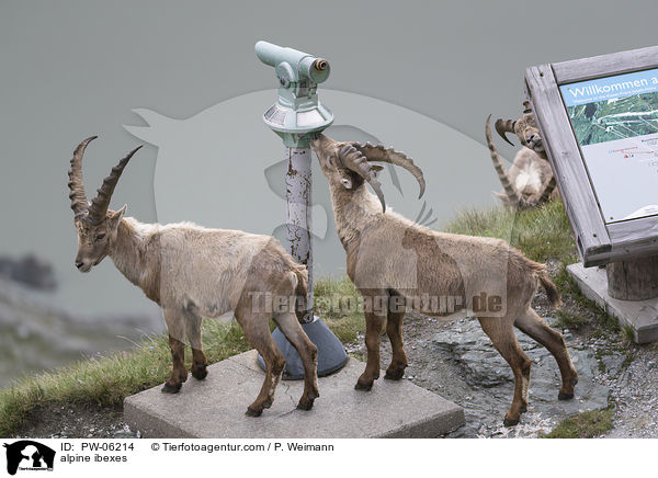 Alpensteinbcke / alpine ibexes / PW-06214