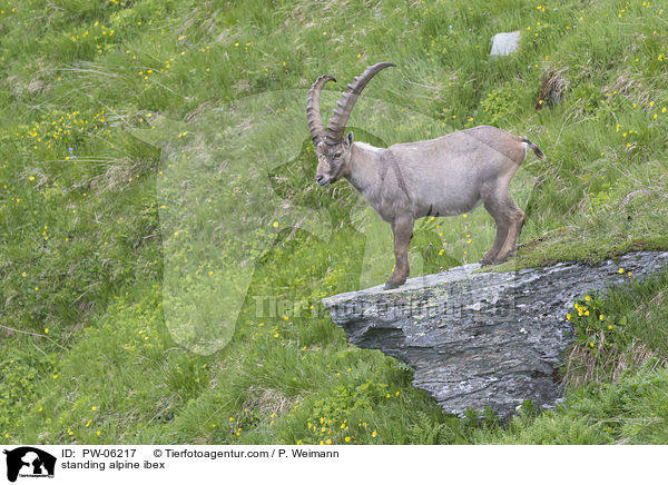 stehender Alpensteinbock / standing alpine ibex / PW-06217