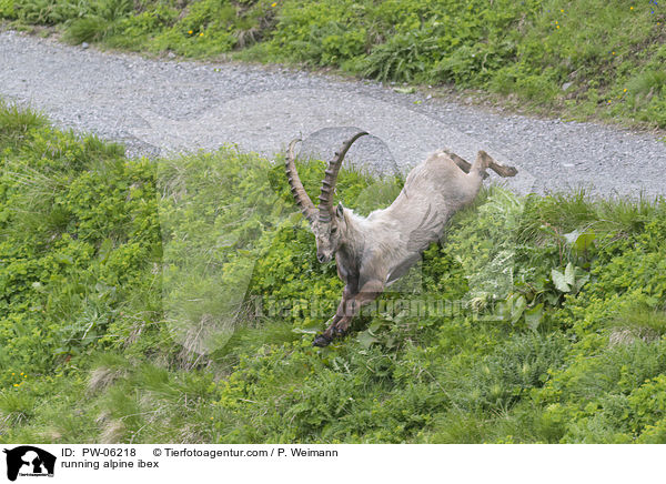 rennender Alpensteinbock / running alpine ibex / PW-06218