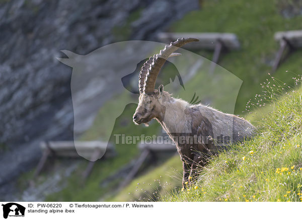 stehender Alpensteinbock / standing alpine ibex / PW-06220