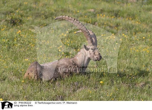 liegender Alpensteinbock / lying alpine ibex / PW-06222