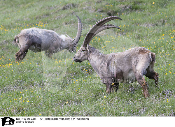 Alpensteinbcke / alpine ibexes / PW-06225