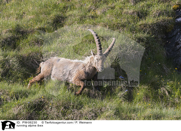 rennender Alpensteinbock / running alpine ibex / PW-06230