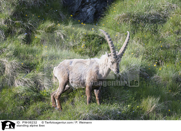stehender Alpensteinbock / standing alpine ibex / PW-06232